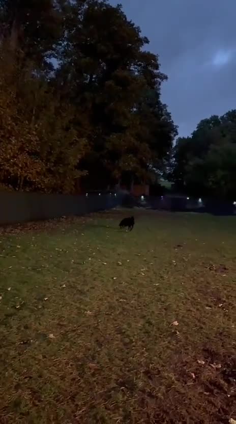 Mixed Breed dogs for adoption: Meet DIESEL, a smart Boy for the Right Loving Home - Video 1