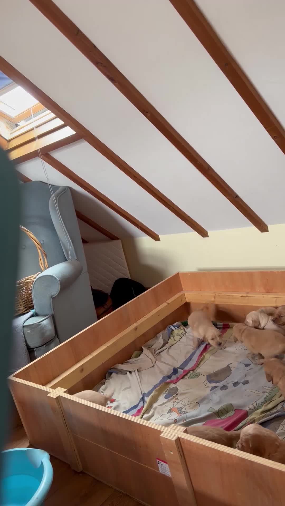 Golden Retriever dogs for sale: KC Regisrered and tested Golden Retreivers - Video 1