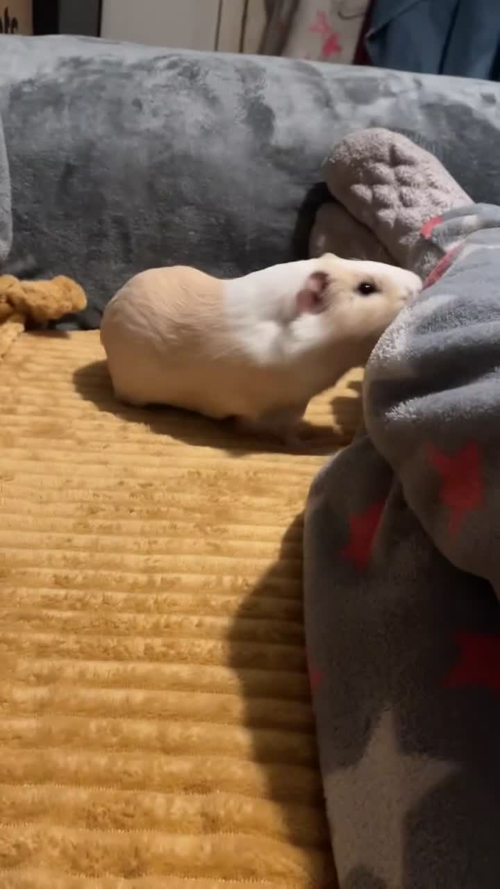 Guinea Pig rodents for sale: Male Guinea pig  - Video 1