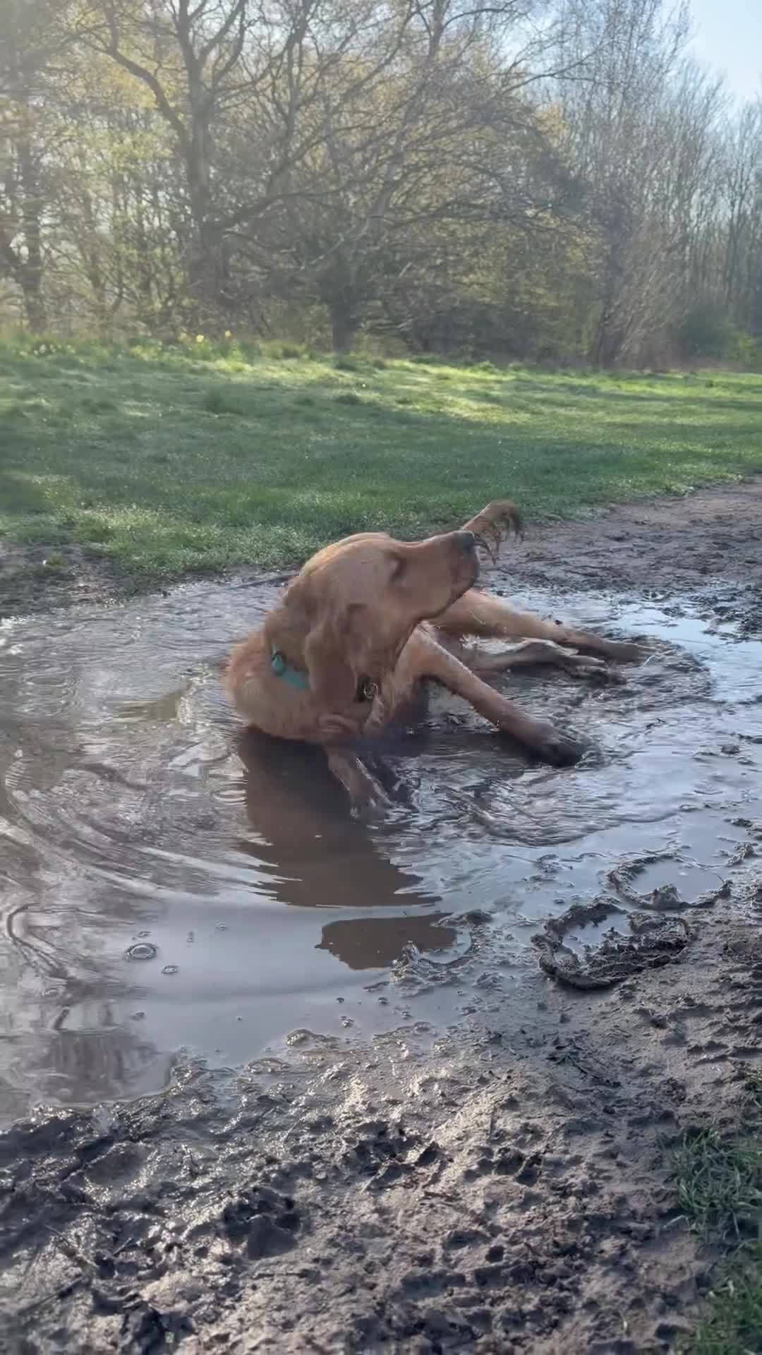 Golden Retriever dogs for sale: 9-Month-Old Male Pedigree Golden Retriever  - Video 1