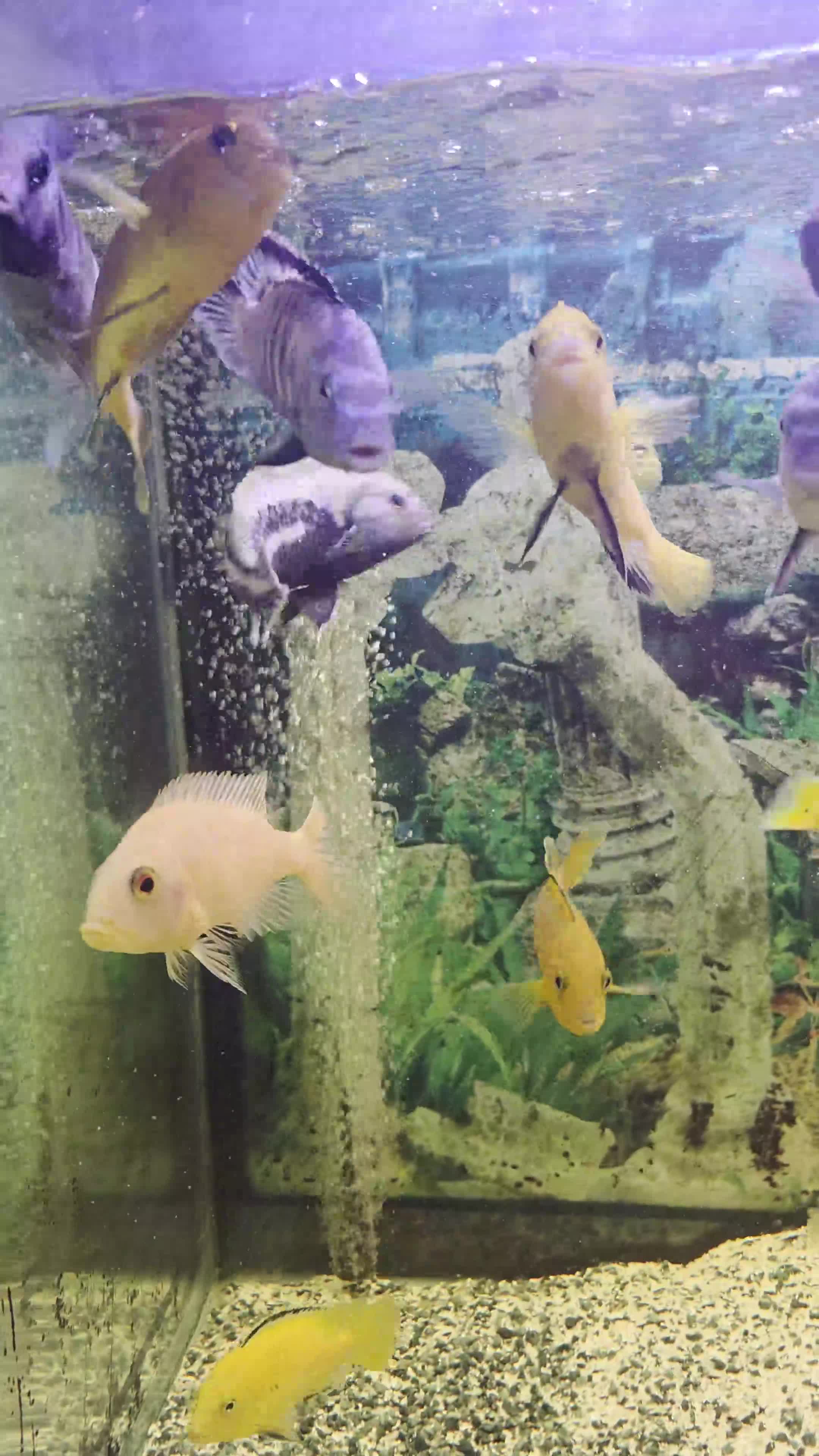 Cichlids fish for sale: 300L Aquarium + Cabinet, 2 Filters, Lights & Fish in Hyde - Video 1