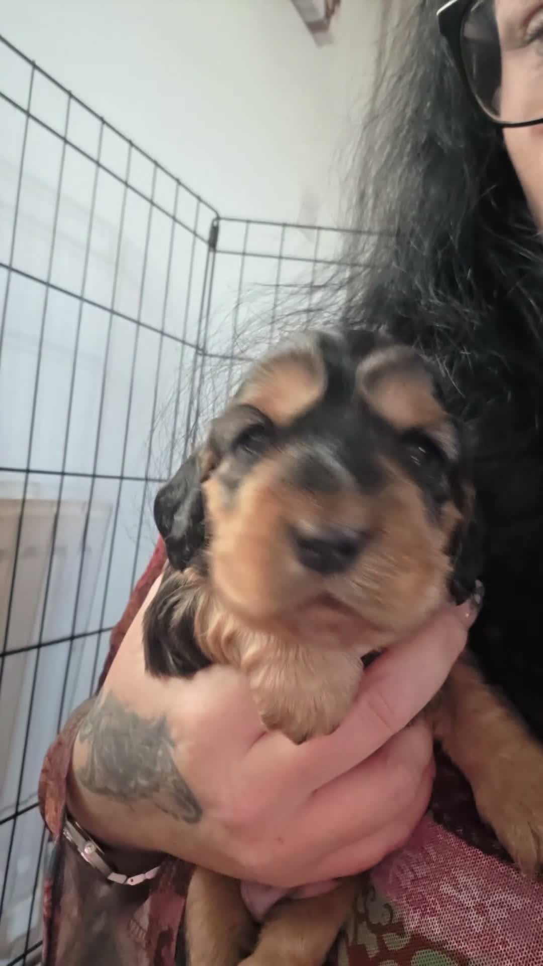 Cocker Spaniel dogs for sale: Beautiful cocker puppies - Video 3