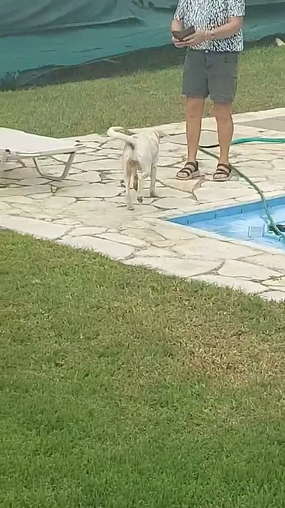 Mixed Breed dogs for sale: Meet Polly  - Video 1