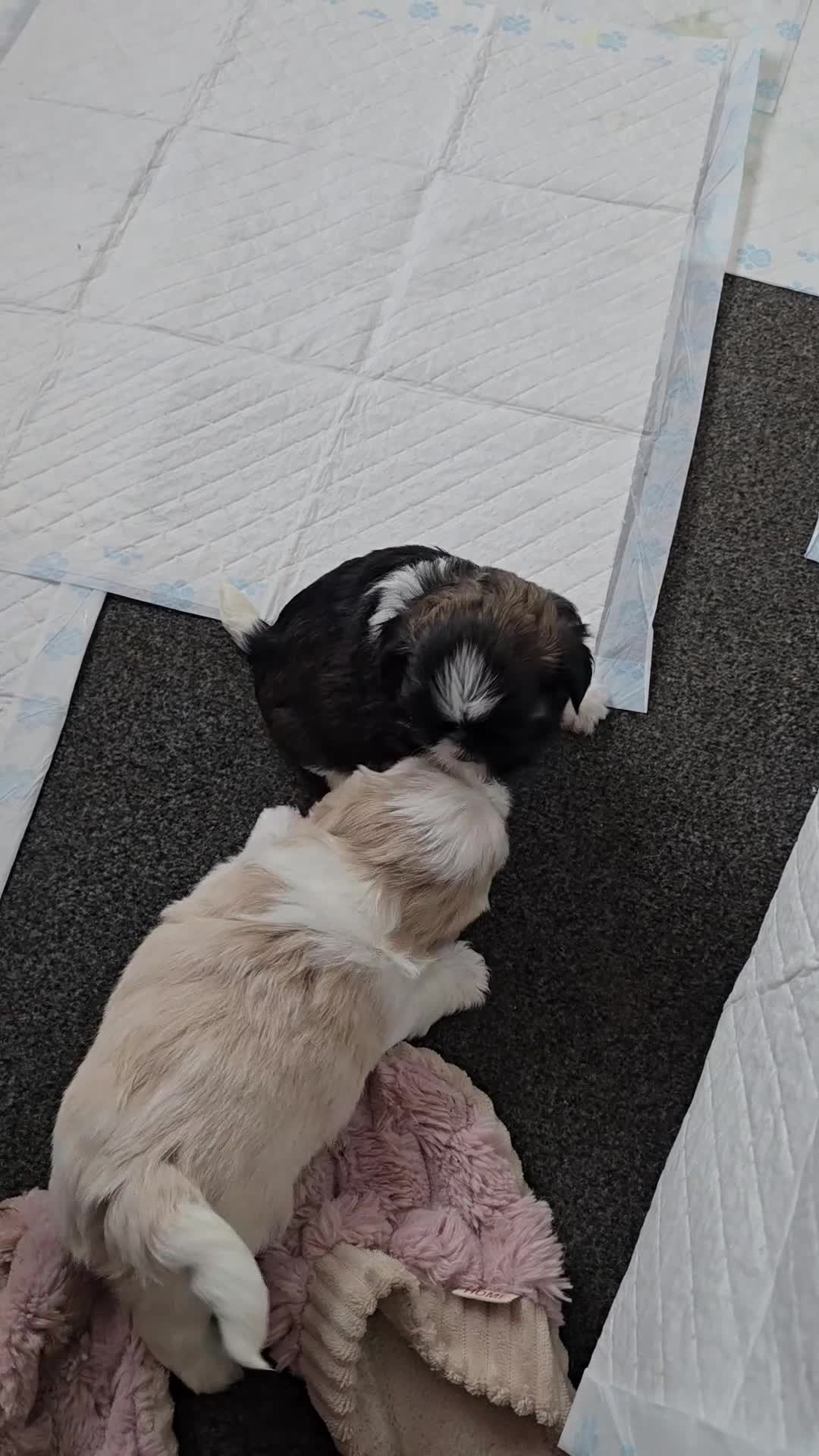 Shih Tzu dogs for sale: Hi my name is Maria  - Video 1
