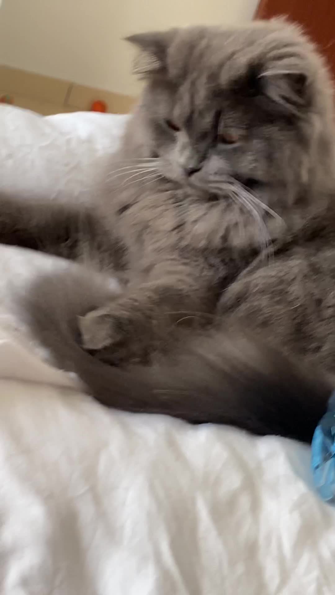 British Longhair cats for sale: Silver British Longhair  - Video 2