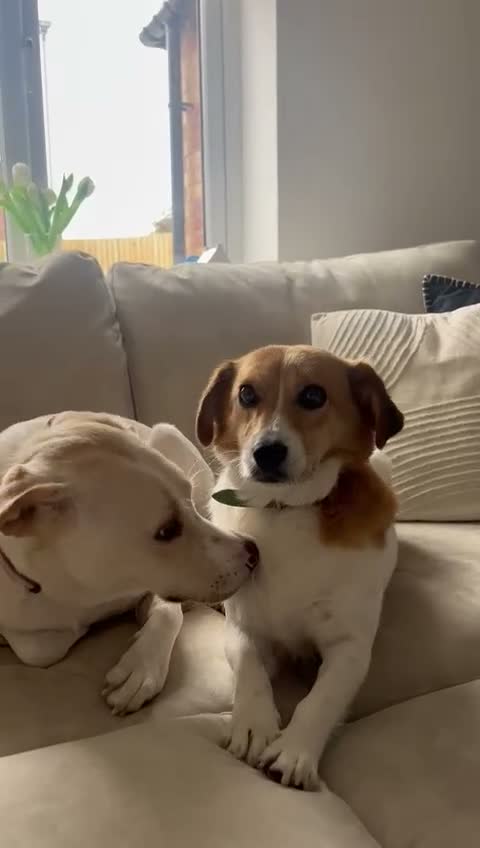 Mixed Breed dogs for adoption: 🧡🐾 LALA – A SENSITIVE GIRL FOR A LOVING HOME🐾🧡 in Nottingham - Video 1