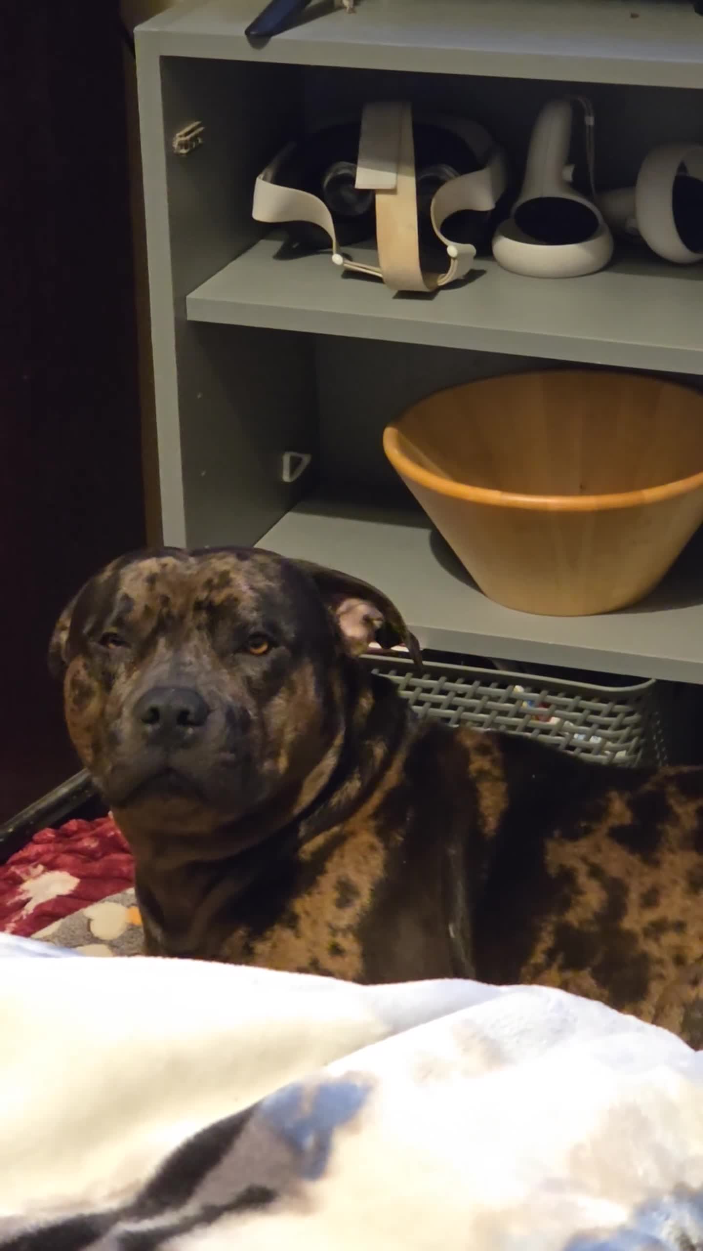 American Bulldog dogs for sale: Two loving dogs available due to medical issues - Video 2