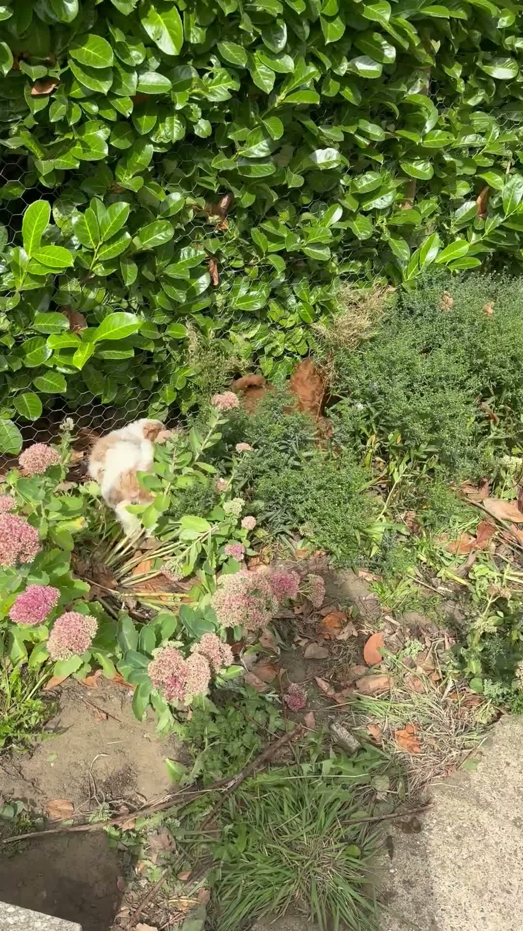 Cavapoo dogs for sale: Available TODAY ❤️ F1b Cavapoo Puppies  - Video 1