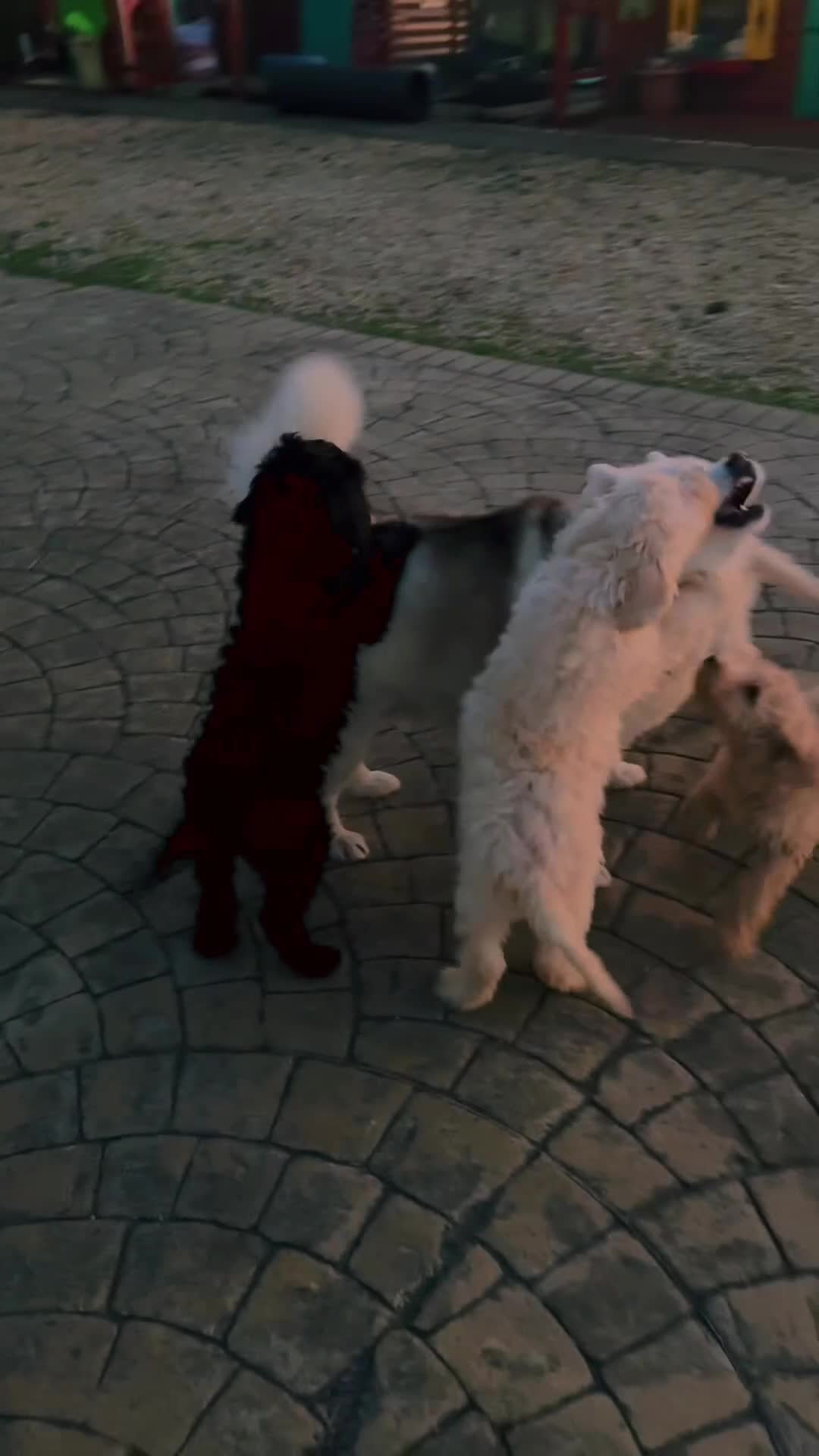 Goldendoodle dogs for sale: Golden doodle F1B stunning puppies  - Video 2