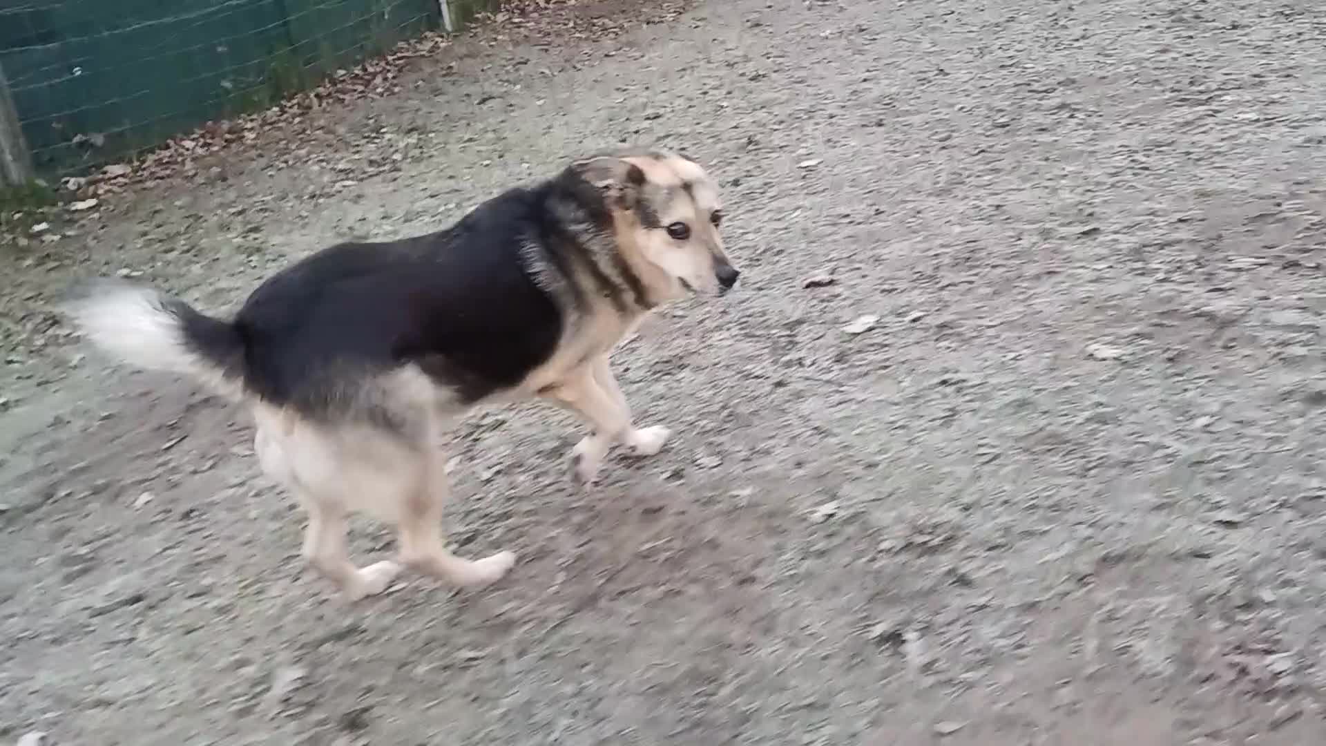 Mixed Breed dogs for adoption: Really… does nobody want to give me a chance? 💔🐶 - Video 1