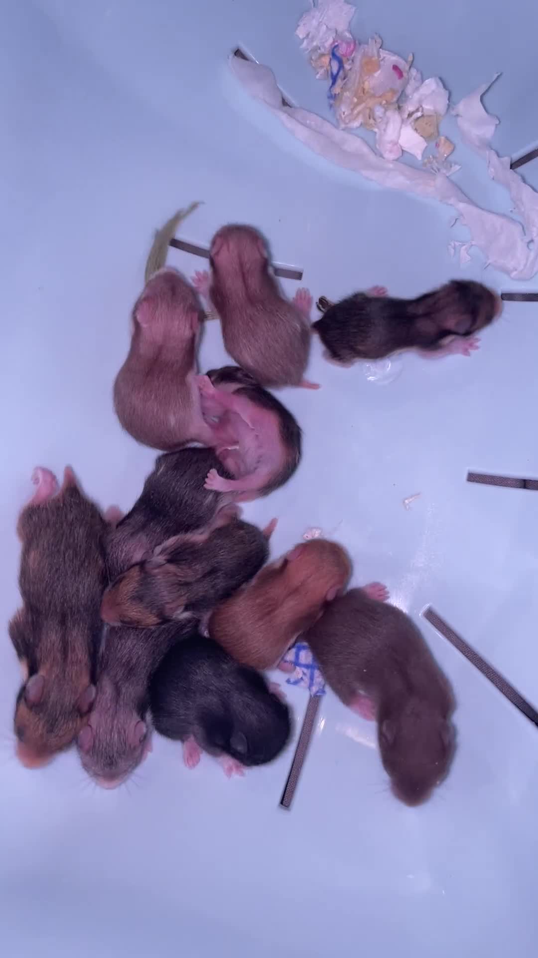 Hamster rodents for sale: Syrian hamsters - Video 1