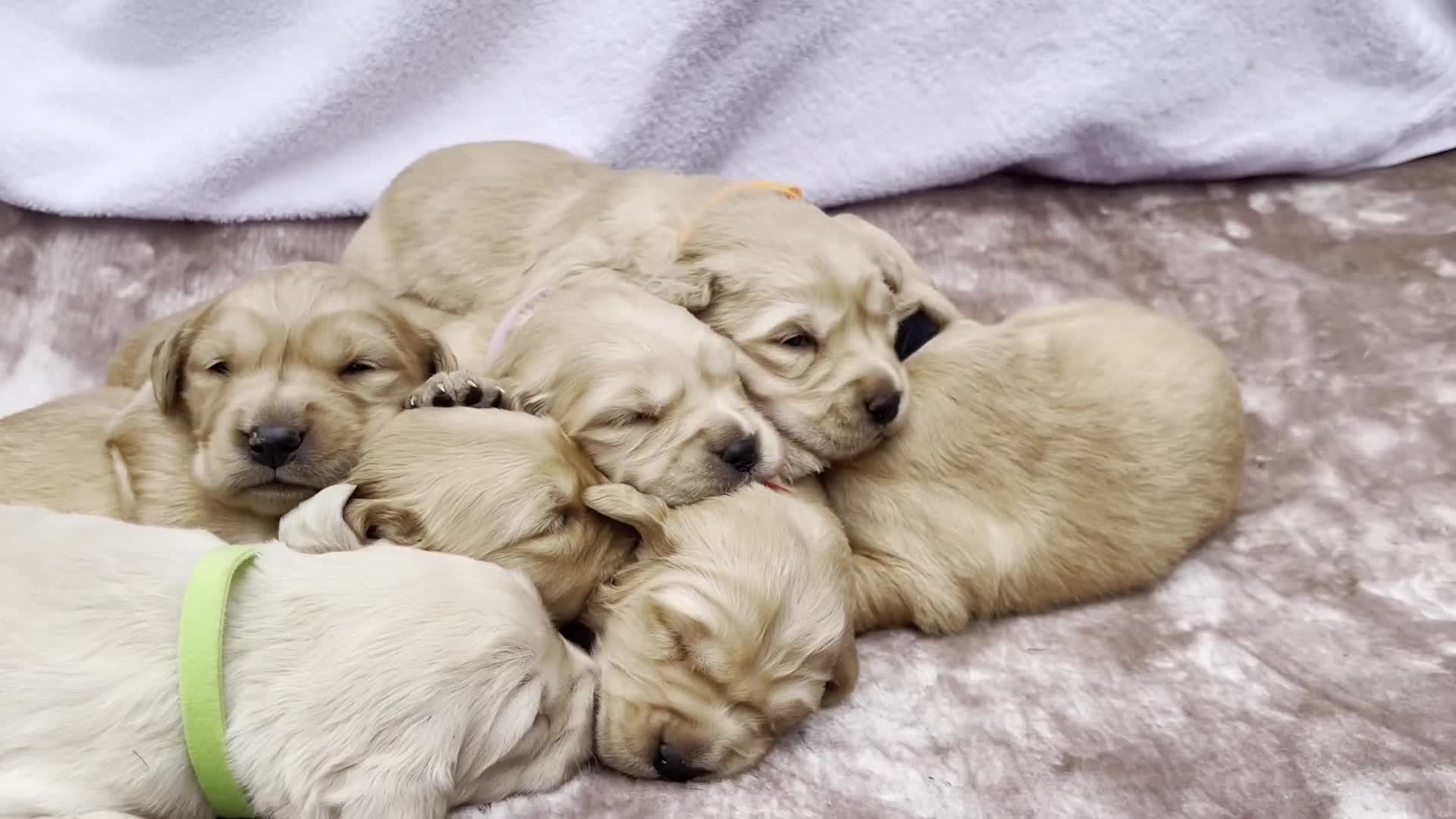 Golden Retriever dogs for sale: OUTSTANDING PEDIGREE GOLDEN RETRIVER PUPPIES KC - Video 1