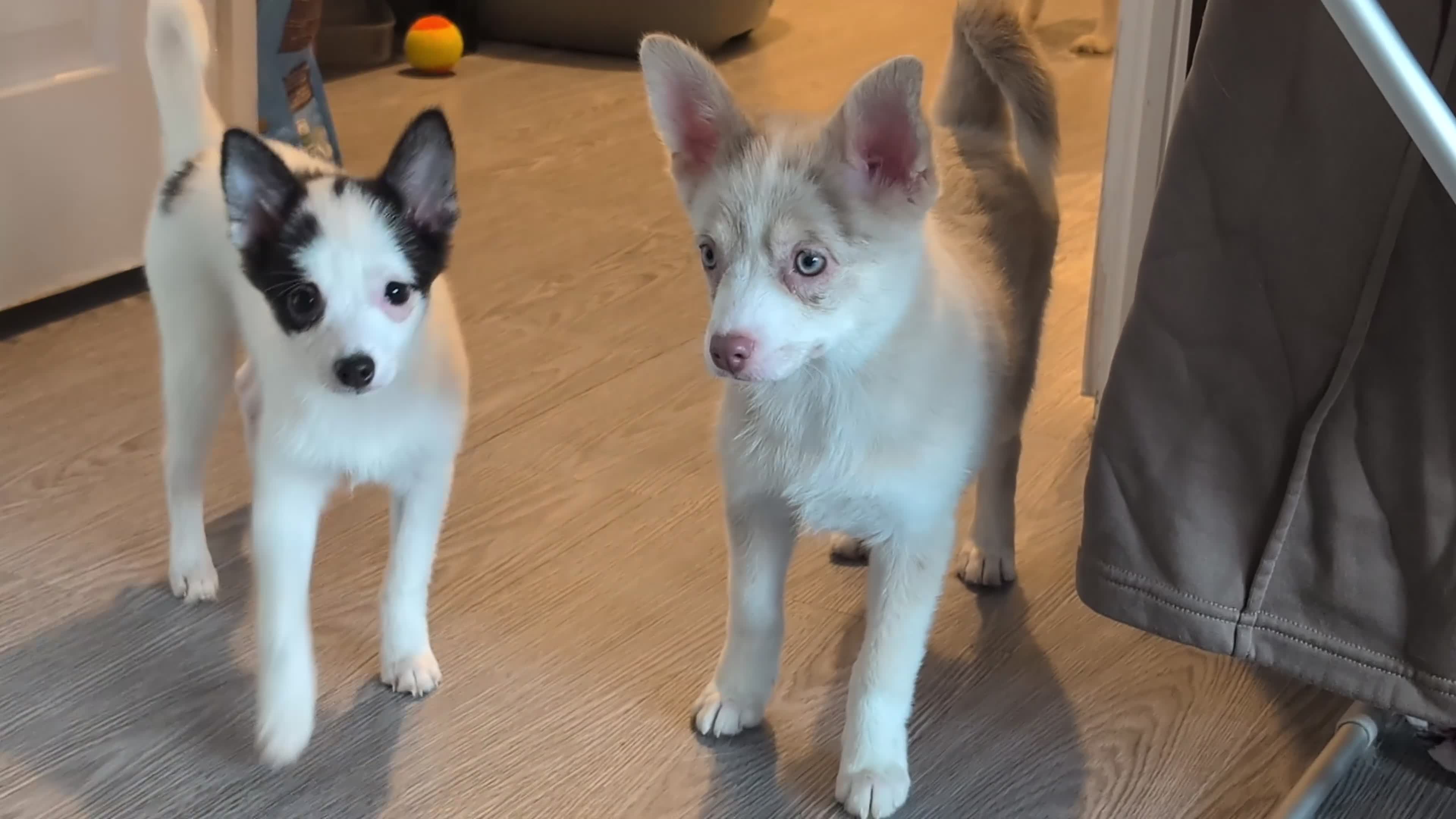 Pomsky dogs for sale: Stunning F3 Pomsky Puppies! - Video 1