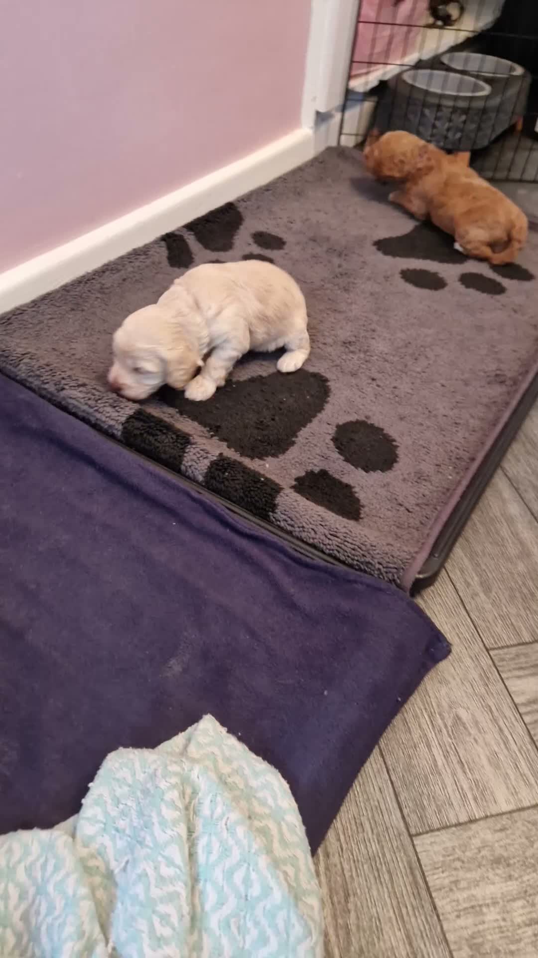 Cockapoo dogs for sale: Beautiful miniature/toy cockerpoos  - Video 3