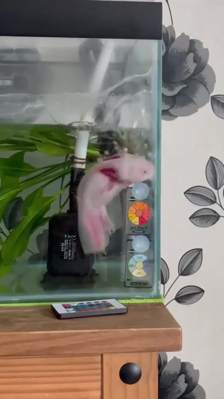 Other/Mixed Breed fish for sale: 2 Axolotls and whole set up  - Video 1