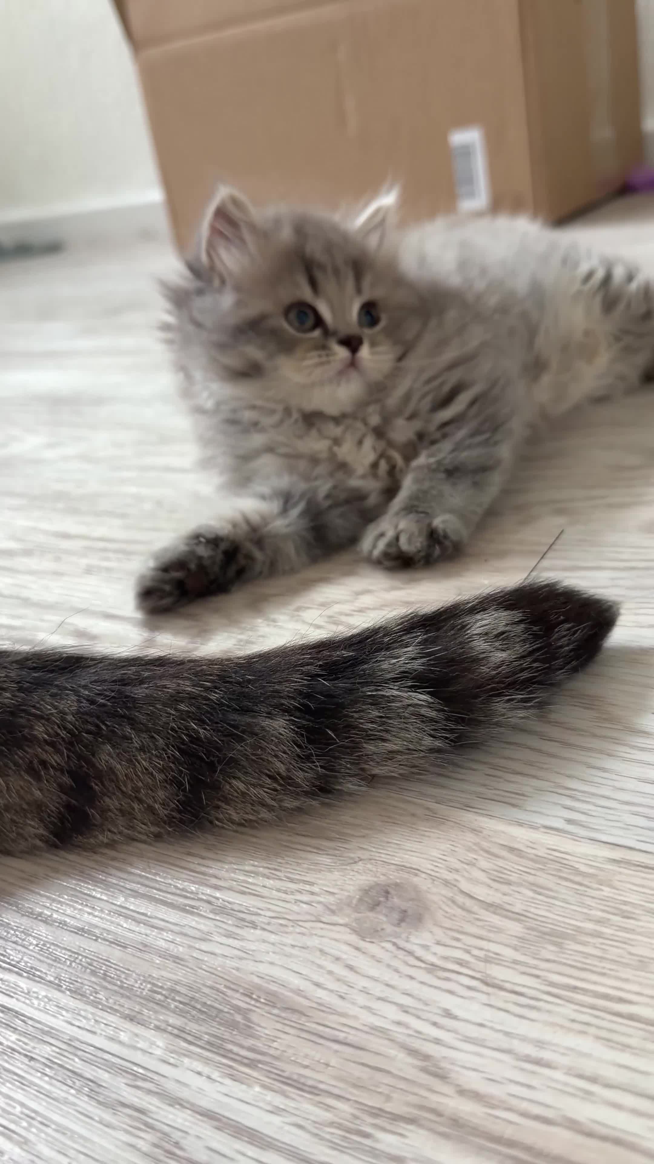 Scottish Fold cats for sale: Scottish straight kittens  - Video 2