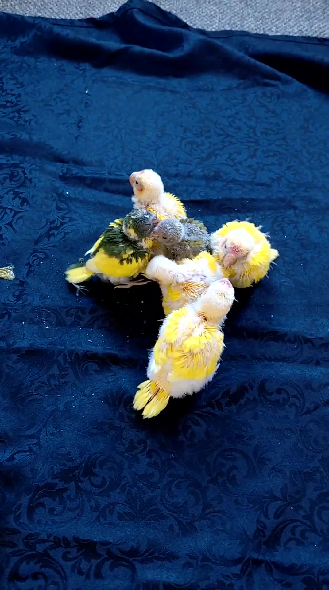Parakeets birds for sale: Hand reared Kakarikis for sale - Video 2