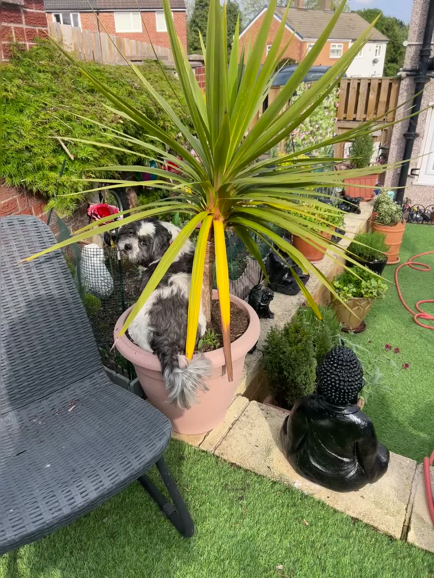 Shih Tzu dogs for sale: Delightful Imperial Shihtzu in Dronfield - Video 4