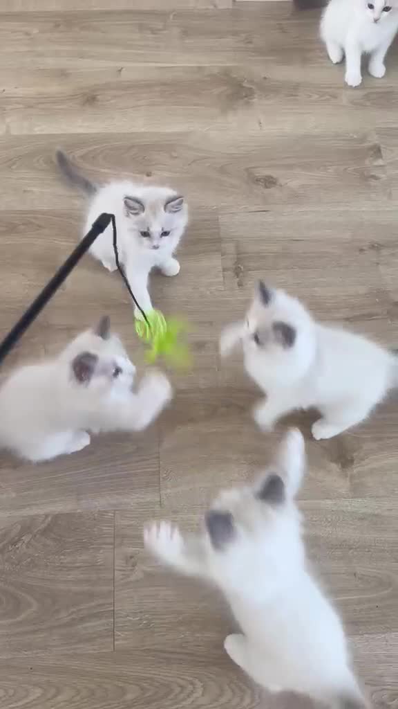 Ragdoll cats for sale: High white blue/lilac Bi-Colour Ragdoll Kittens    - Video 1