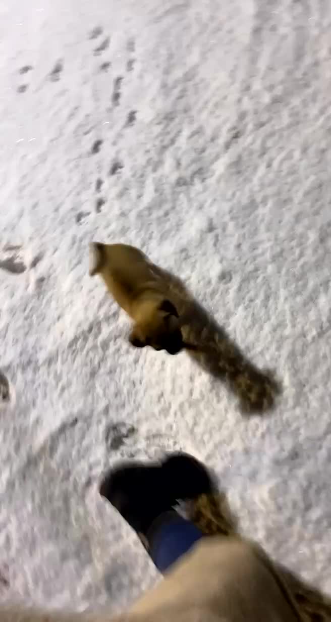 Chug dogs for sale: Winston - Chug - Video 1