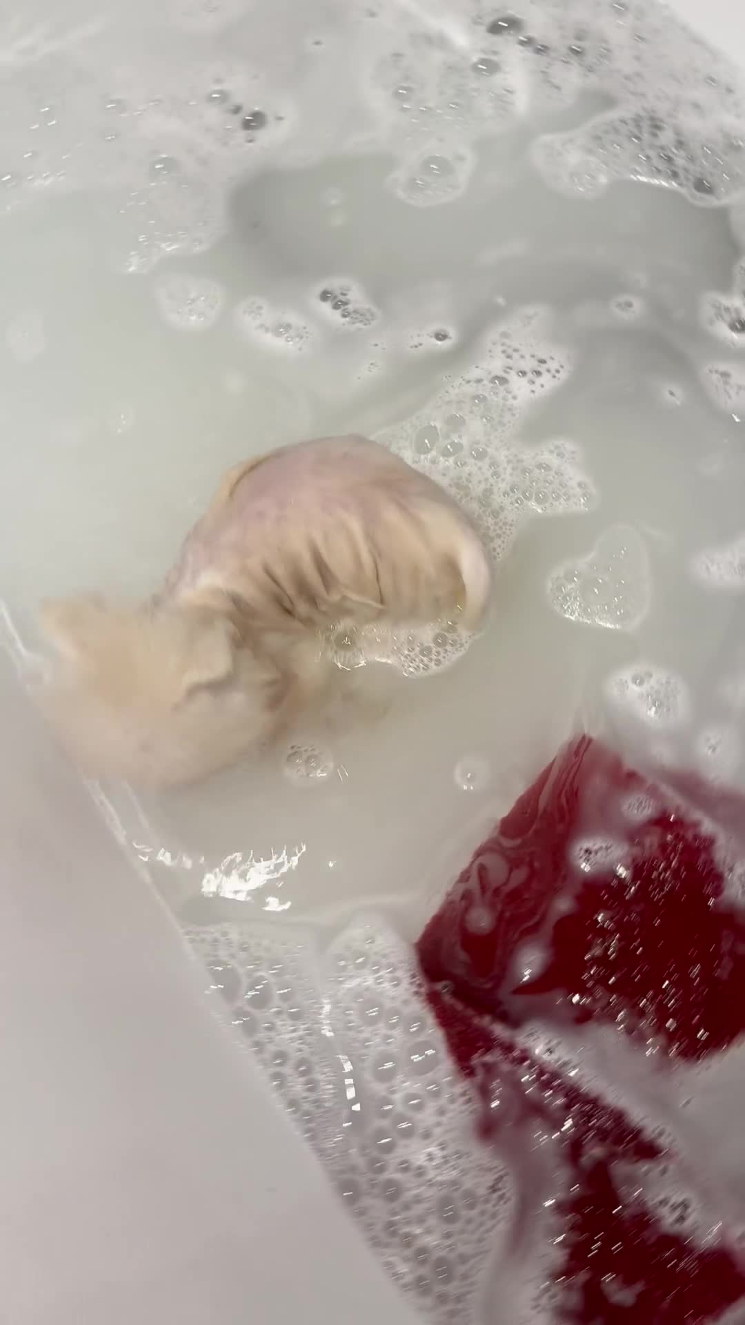 Pomeranian dogs for sale: Minature Pomeranians - Video 1