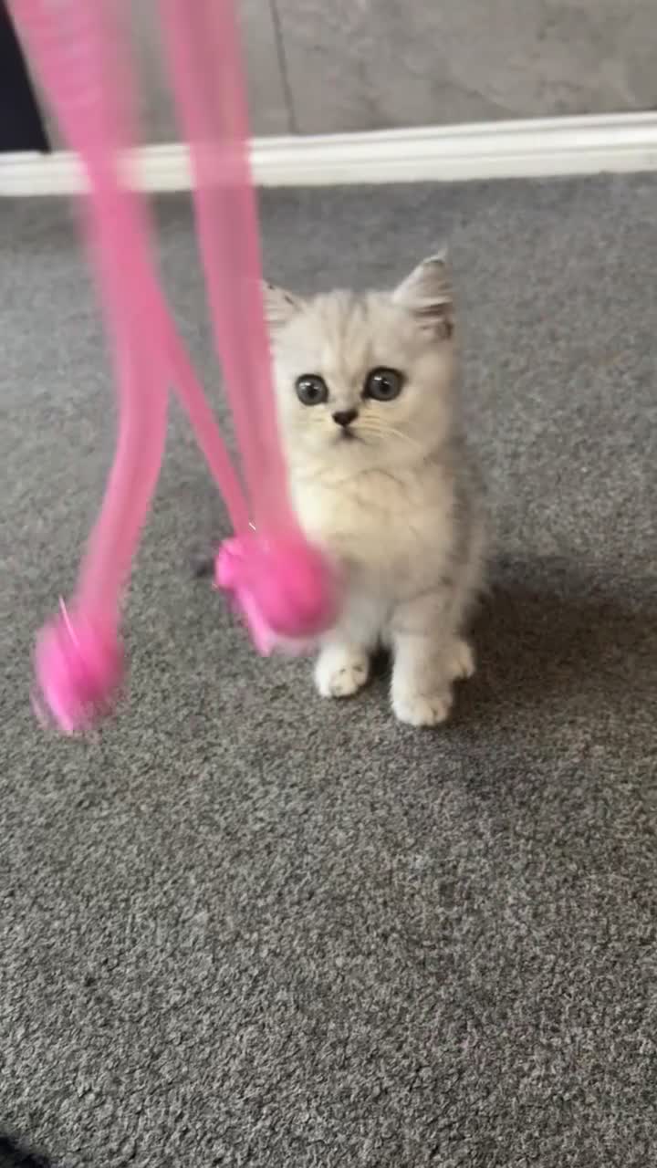 British Shorthair cats for sale: Gorgeous chunky Persian X British short hair - Video 3