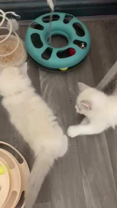 Ragdoll cats for sale: Ragdoll kittens  - Video 3
