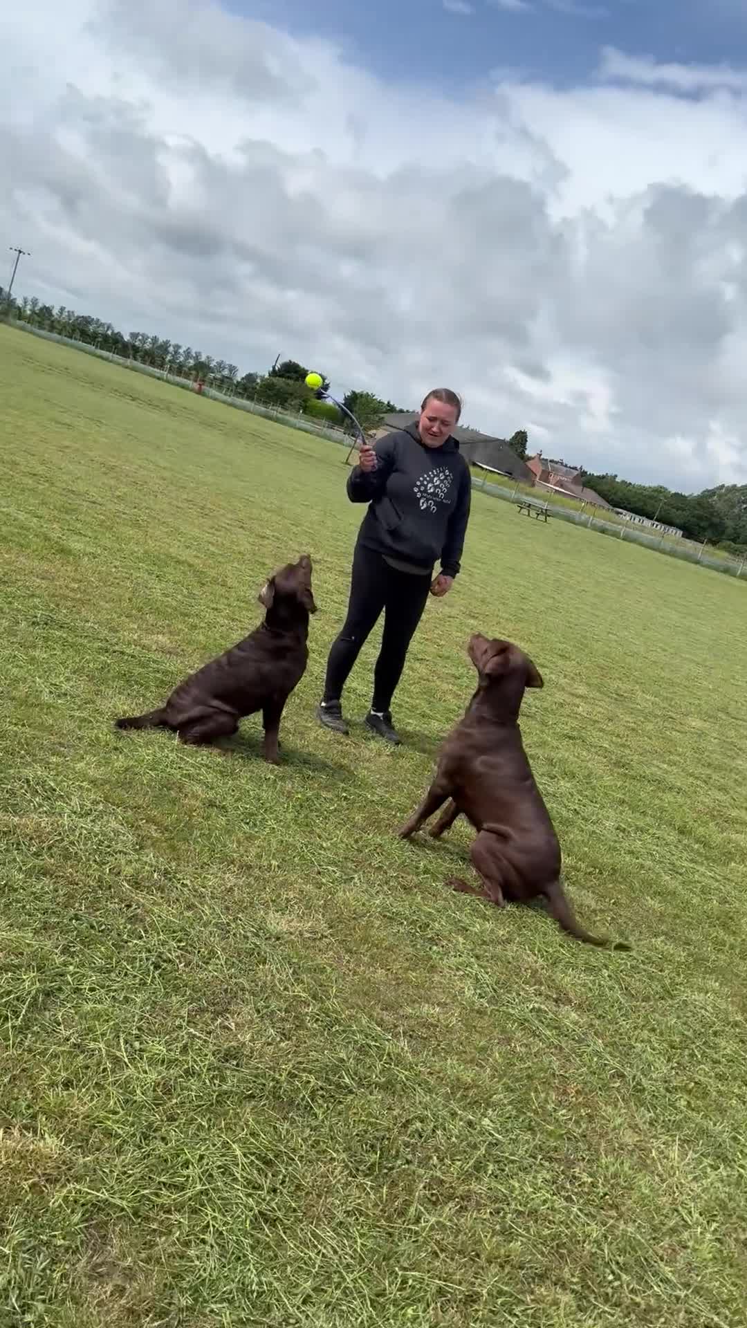 Labrador Retriever dogs for sale: 2x 2yo KC Registered chocolate Labrador boys - Video 1