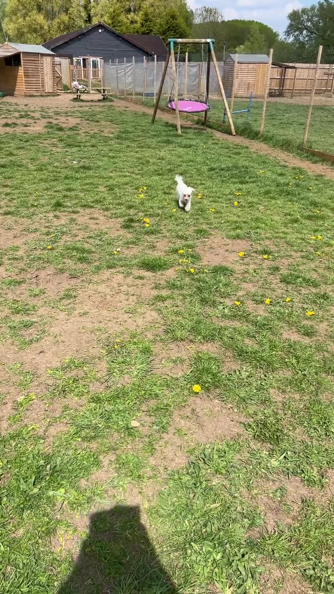 Maltipoo dogs for sale: Extra Special Maltipoo Highly Trained  - Video 1
