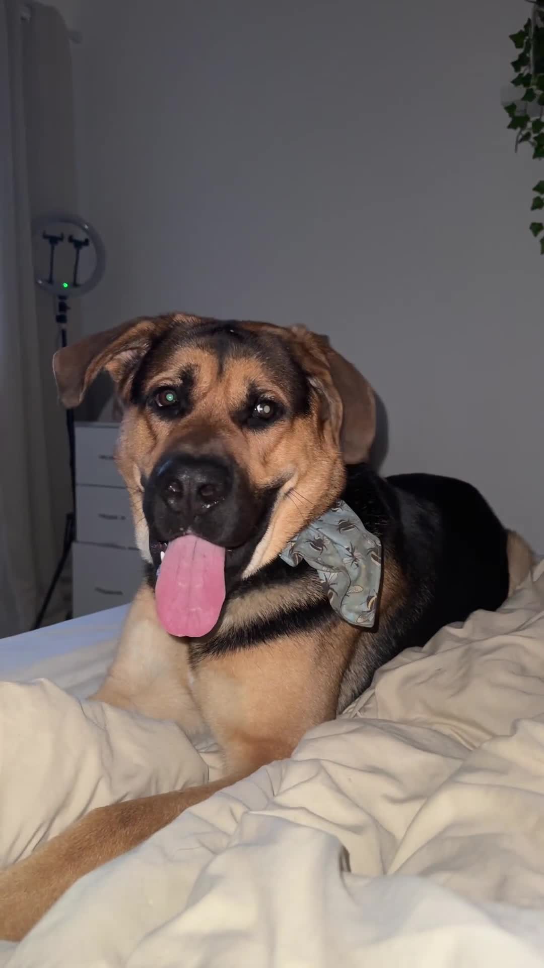 Mixed Breed dogs for sale: Archie - Video 1
