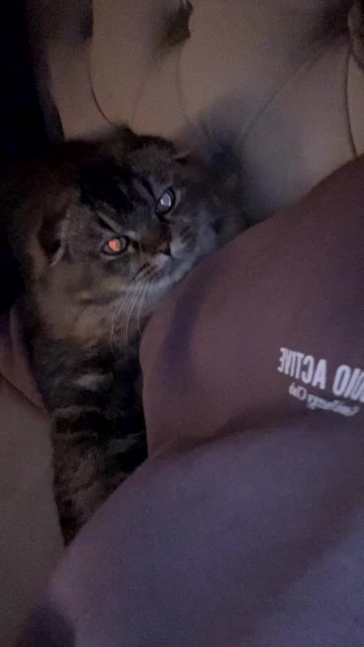 Scottish Fold cats for sale: Longhair Scottish Fold  - Video 1