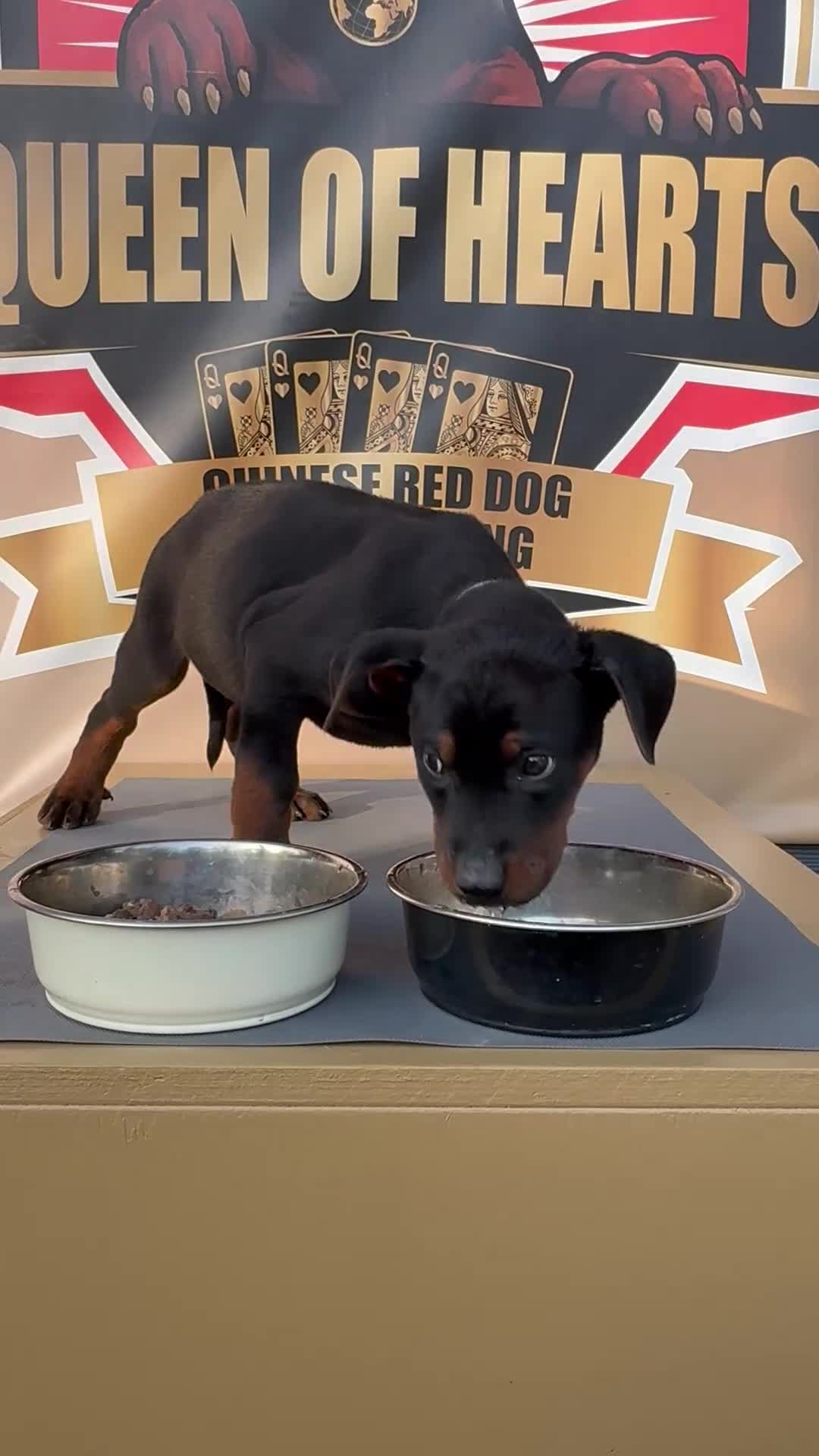 Chinese Red Dog dogs for sale: Stunning (Laizhou hong) Chinese red dog puppies  - Video 1