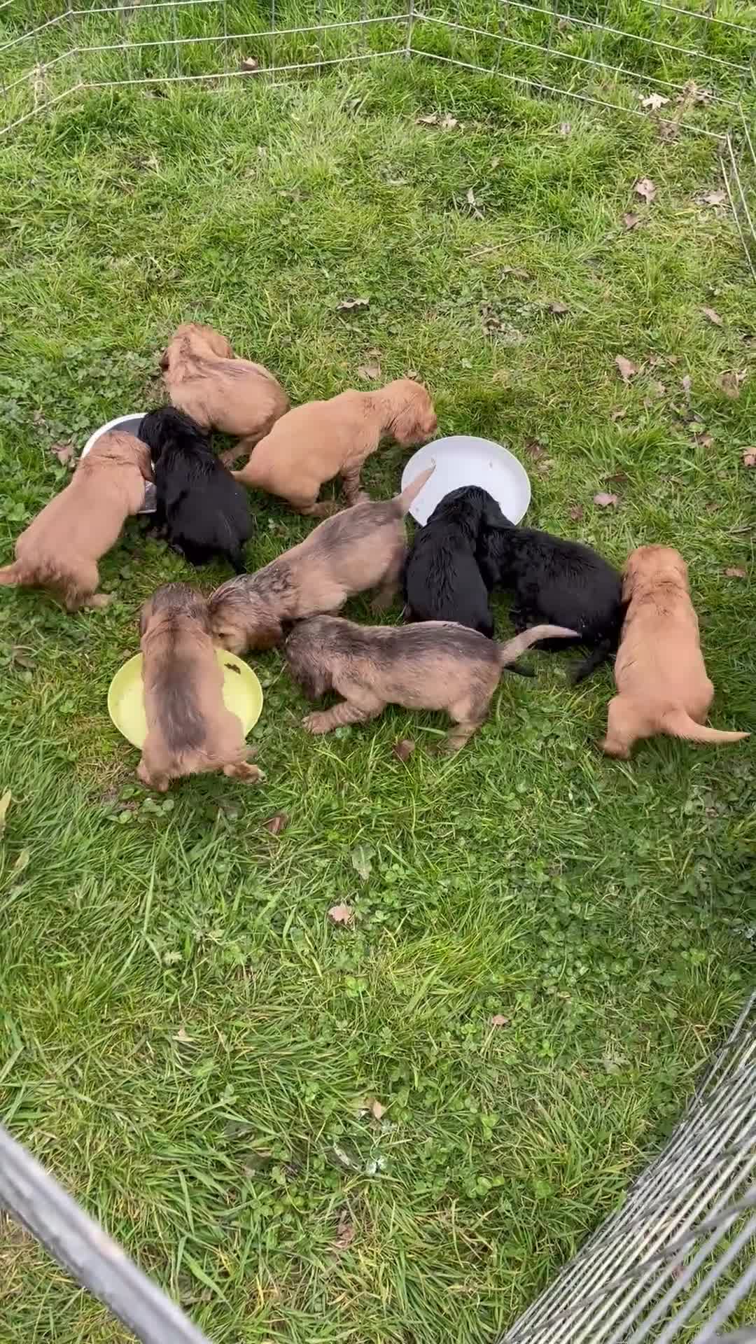 Cocker Spaniel dogs for sale: Stunning Cocker Spaniel Puppies  - Video 1