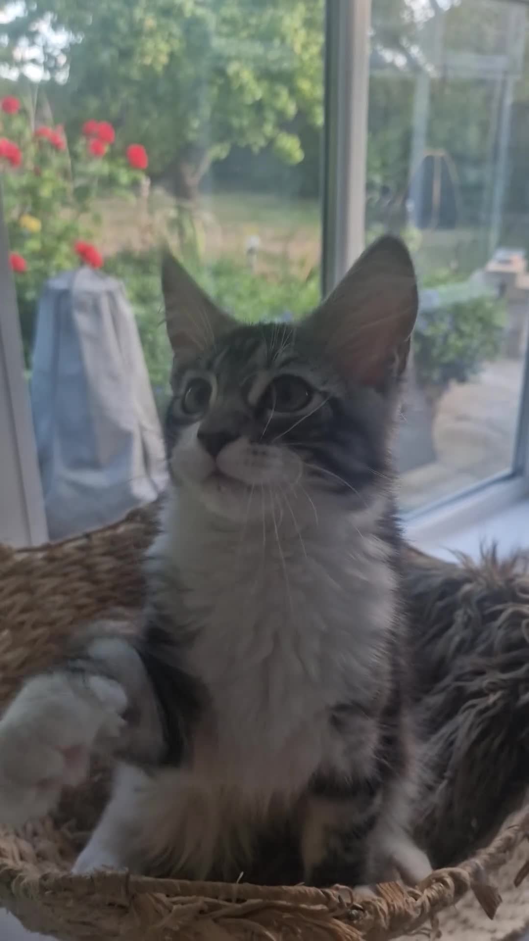 Maine Coon cats for sale: Stunning TICA Reg Kittens from Champion Bloodlines - Video 3