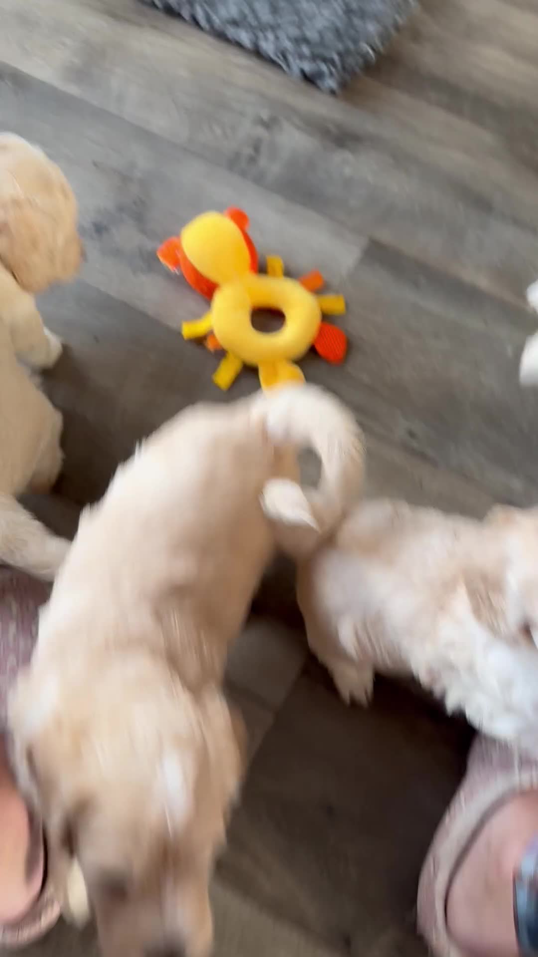 Mini Goldendoodle dogs for sale: Beautiful Family Raised F1 Mini Golden-doodles  - Video 3