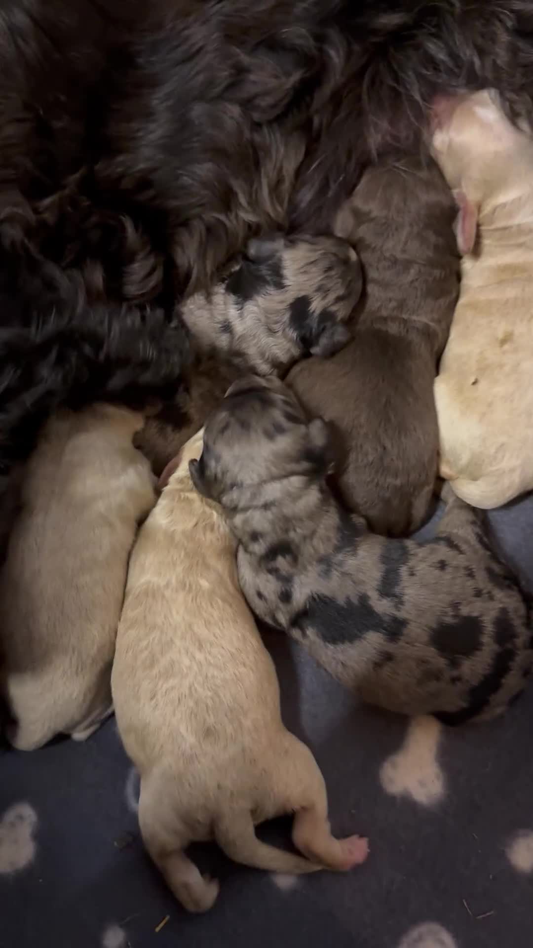 Cockapoo dogs for sale: Stunning F1B Cockapoos  - Video 1