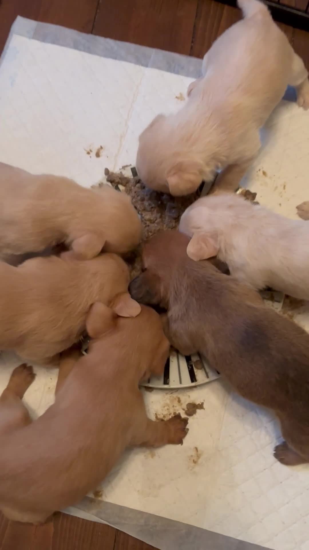 Mixed Breed dogs for sale: Floodles - Video 1