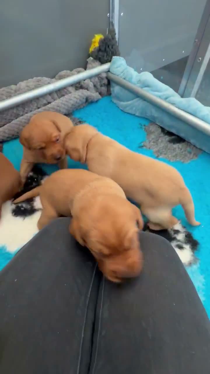 Labrador Retriever dogs for sale: 🐶 KC REGISTERED LABRADOR PUPPIES DUE SOON 🐶 - Video 1