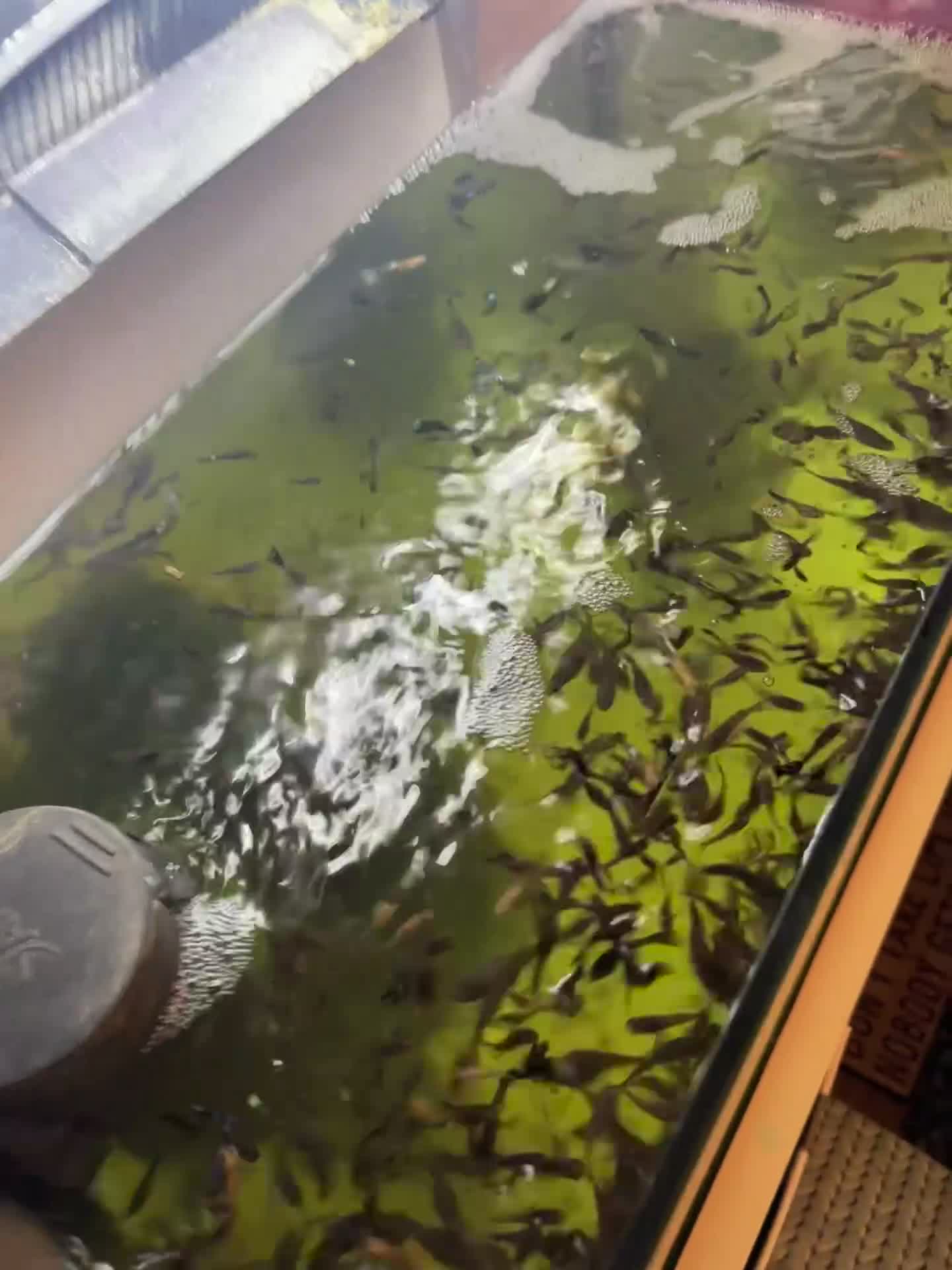 Live Bearers fish for sale: Mixed guppy - Video 1