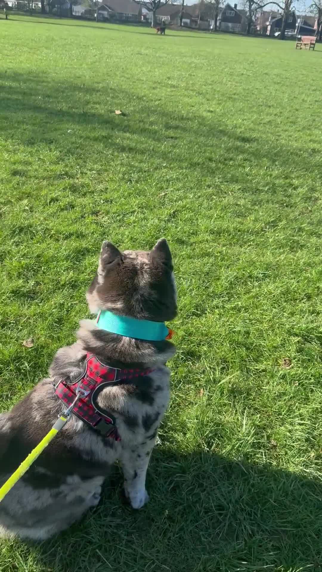 Chow Chow dogs for stud: Proven Rare Smooth Coat Blue Merle BIG POPPA PABLO - Video 1