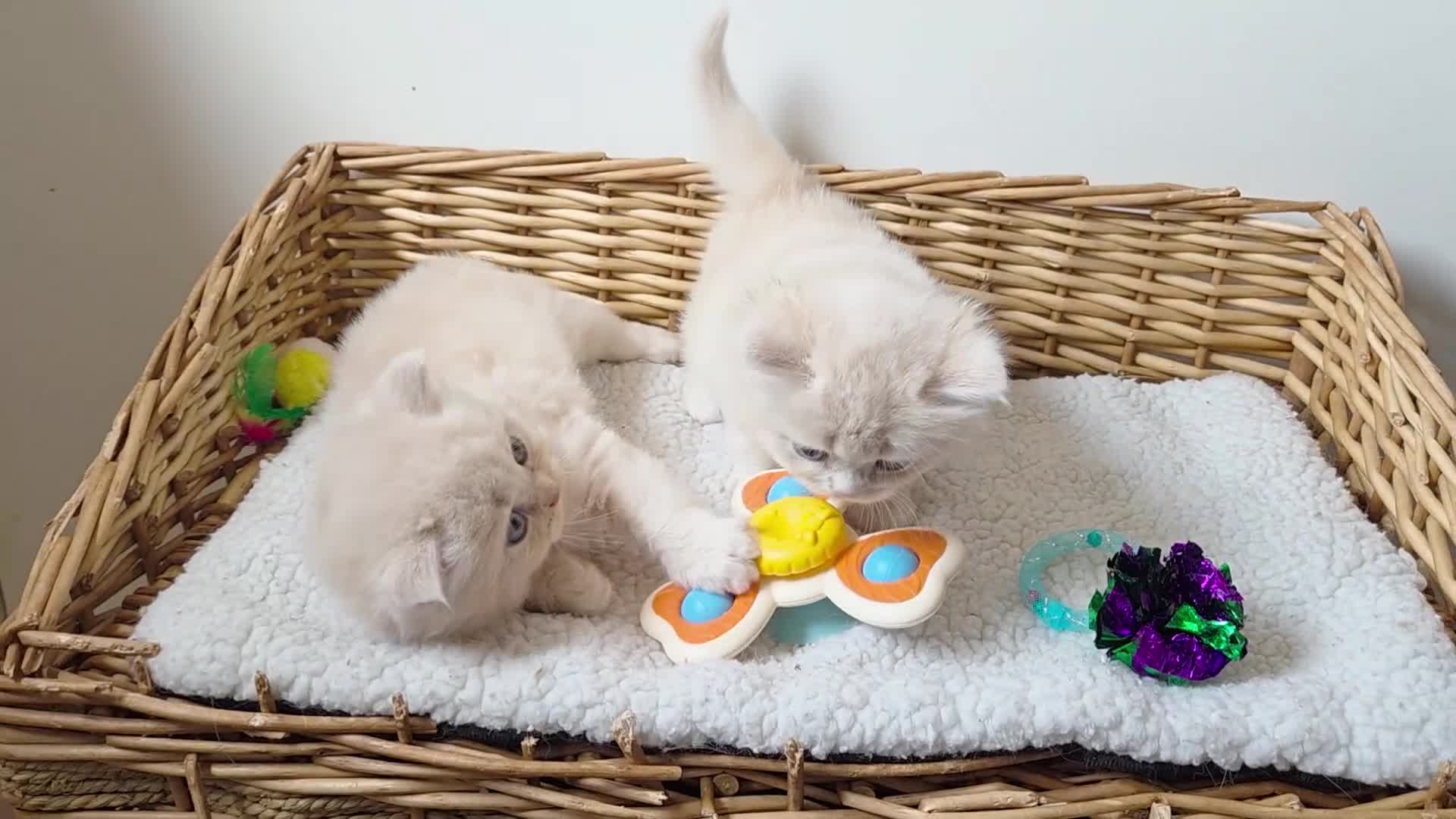 British Shorthair cats for sale: 🧡💙 British Longhair Babies 💙🧡 - Video 1