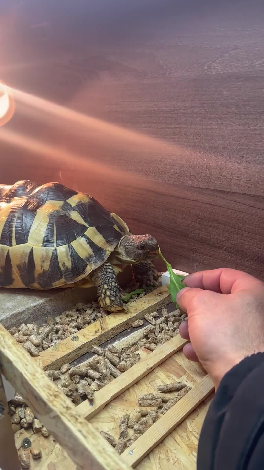 Hermann Tortoise reptiles for sale: Hermann’s with Full Setup (Certificate &Microchip) - Video 1