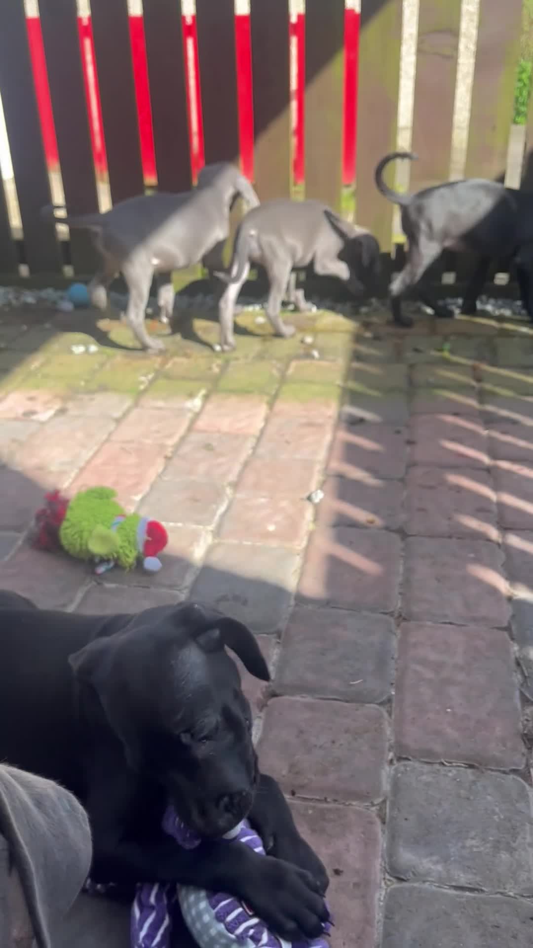 Mixed Breed dogs for sale: Weimaramer/cane corso pups in Shotts - Video 1