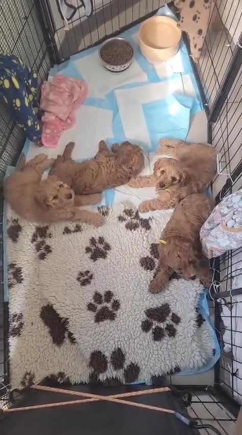 Cavapoo dogs for sale: F1 Cavapoo - Video 1