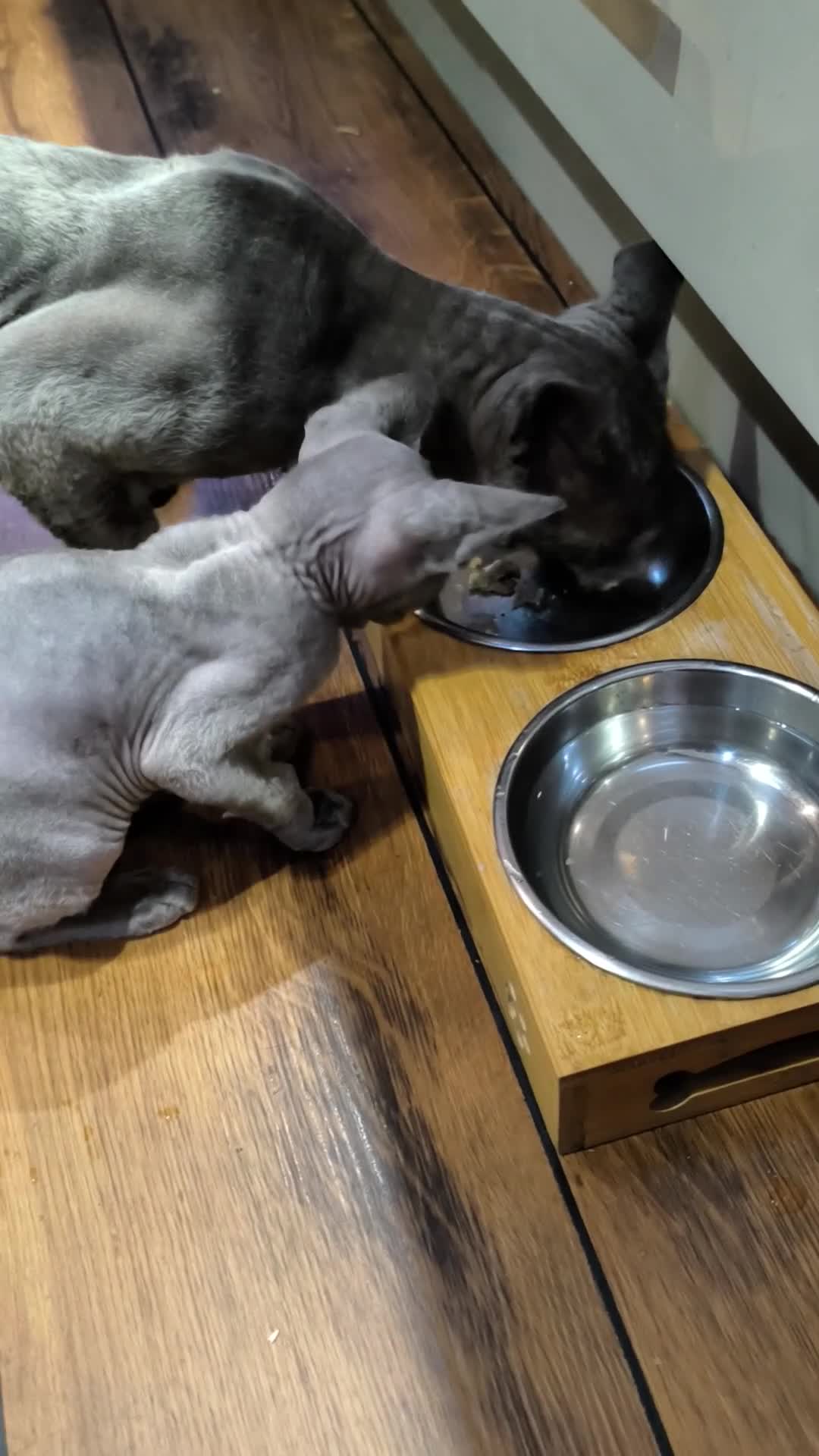 Sphynx cats for sale: *LAST ONE* Gorgeous Sphynx Girl - 12 Weeks Old - Video 2