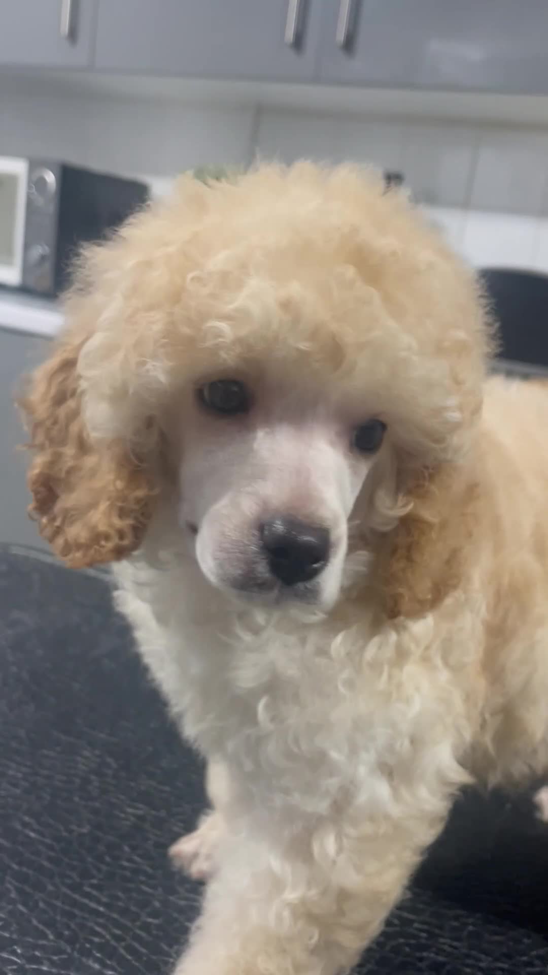 Miniature Poodle dogs for sale: Gorgeous mini poodle puppy  - Video 1