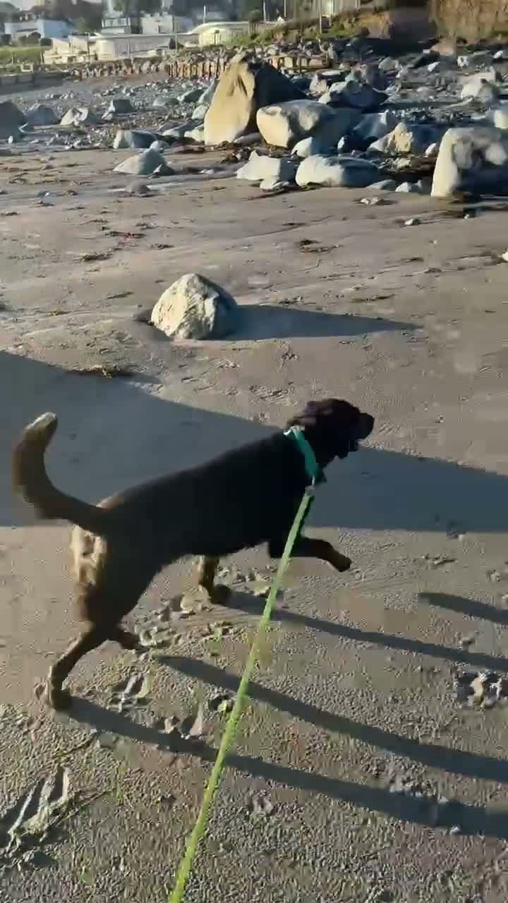Labrador Retriever dogs for sale: Silver Labrador Bramble - Video 1