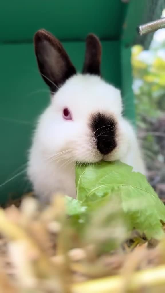 Mixed Breed rabbits for sale: Male rabbit in need of new loving home  - Video 2