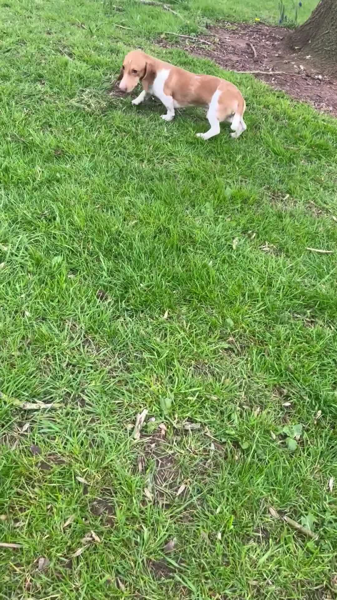 Miniature Dachshund dogs for stud: Top quality mini dachshund stud available  - Video 2