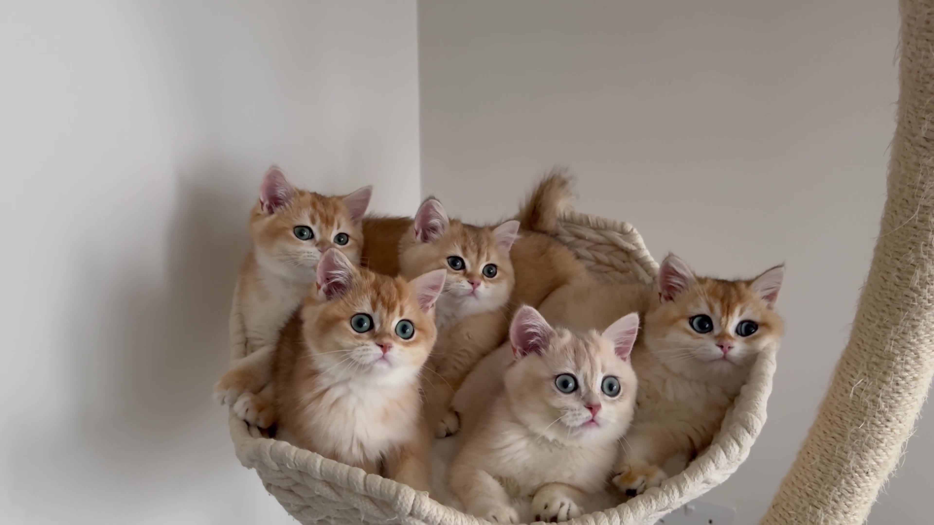 British Shorthair cats for sale: British Shorthair Golden Lilac kittens  - Video 1